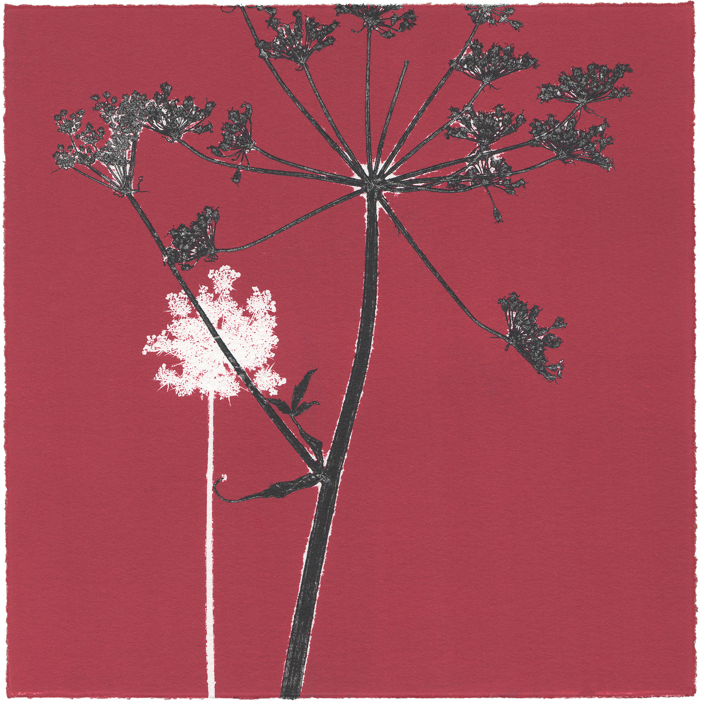 19/60 VIELFALT AM WEGESRAND, 2020 Einzelgrafik einer 60-teiligen Arbeit, Unikat Monoprint von Wildblumen 20 x 20 cm