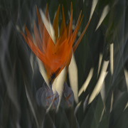 Paradiesvogel, Digitaler Stoffdruck, 80 : 55 cm, 2020
