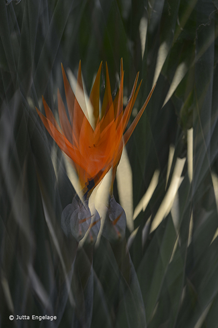 Paradiesvogel, Digitaler Stoffdruck, 80 : 55 cm, 2020