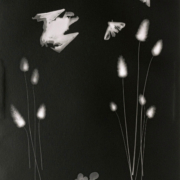 Jutta Tonigs – Nature Morte – Fotogramm