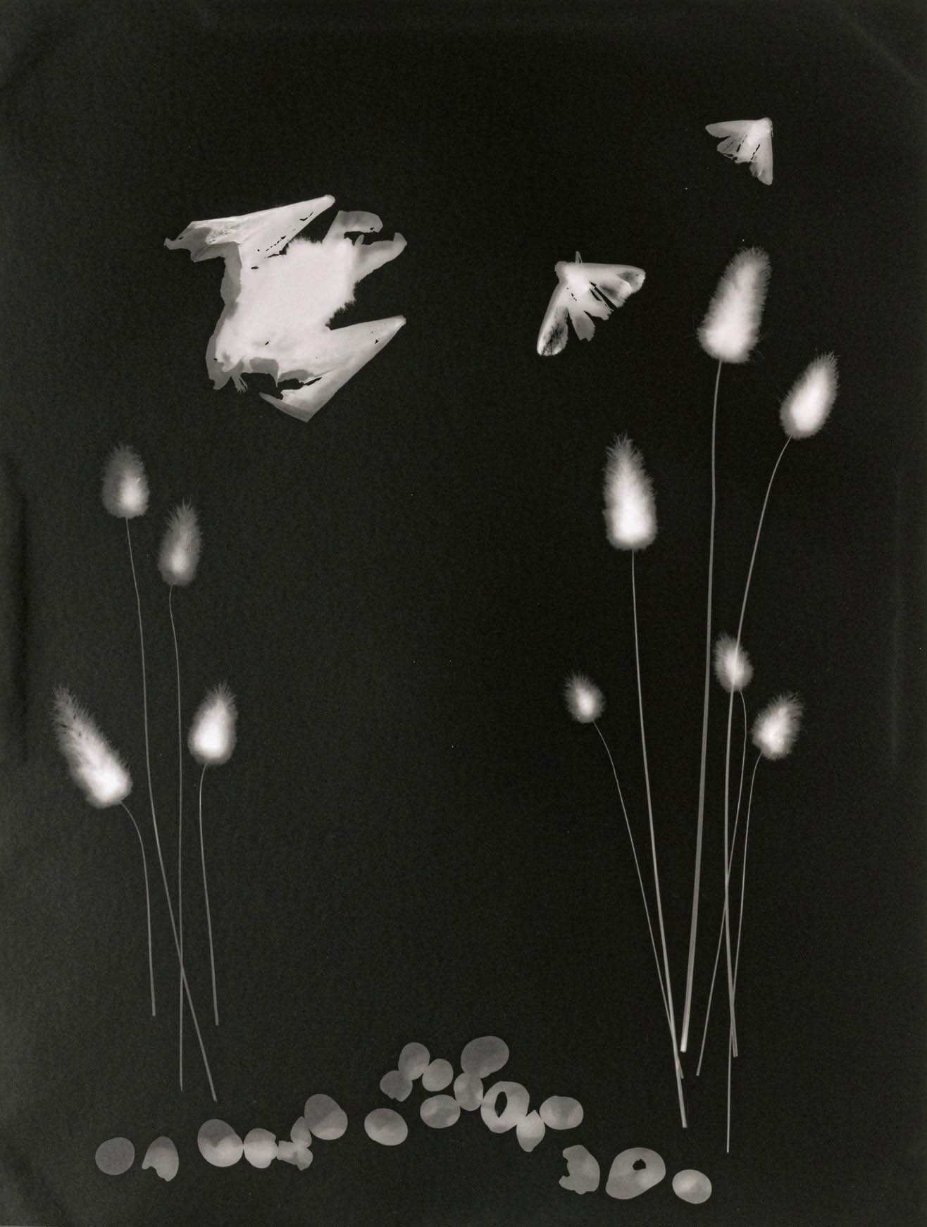 Jutta Tonigs – Nature Morte – Fotogramm